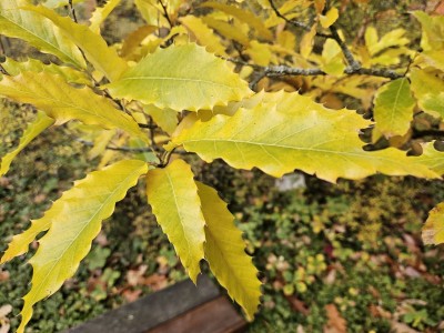 Quercus castaneifolia ´Green Spire´ - dub kaštanolistý - podzim