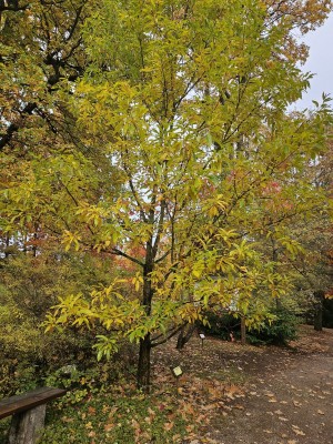 Quercus castaneifolia ´Green Spire´ - dub kaštanolistý - podzim 
