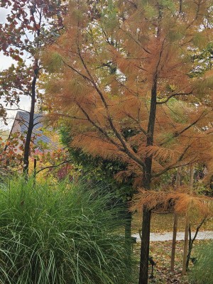 Taxodium ascendens - tisovec vystoupavý - podzim