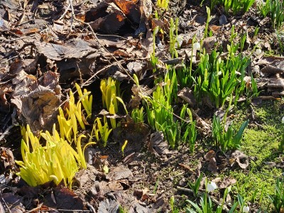 Žampach arboretum - dolní park - jaro (5)