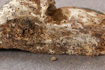 2013 - 2015 RESTAUROVÁNÍ OLTÁŘE z kaple sv.Bartoloměje, MgA.Blanka Valchářová, ak.mal. a rest.