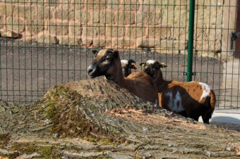 2017 Umístění části kmenu dubu červeného z dolního parku do výběhu (31.3.)