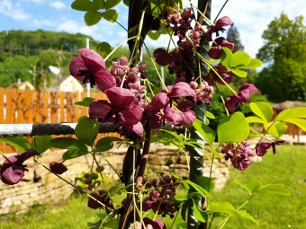 2021 Smyslový park - tunel plný vůně - akébie