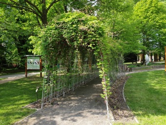2021 Smyslový park - tunel plný vůně - akébie