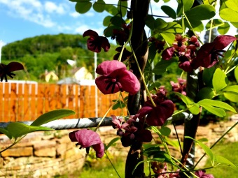 2021 Smyslový park - tunel plný vůně - akébie